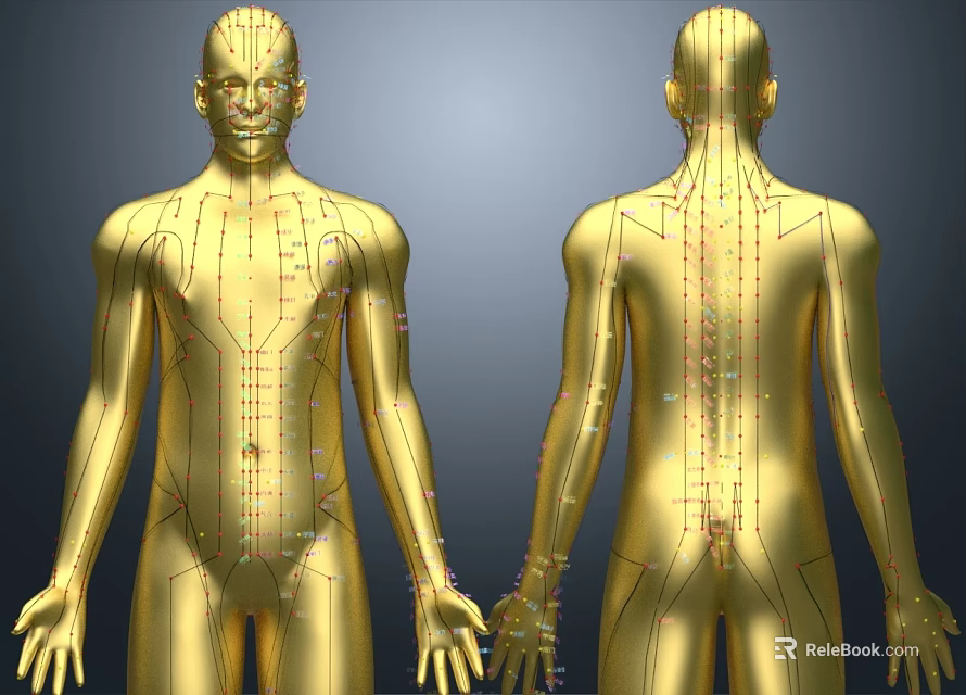 Man Golden 3D Anatomical Model With Front And Back Views And Markers 3d model 