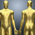 Man Golden 3D Anatomical Model With Front And Back Views And Markers