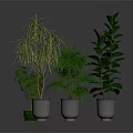Lush Indoor Plants of Different Varieties in Metal Planters with Grey Background