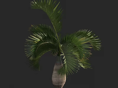 Lush Palm Tree with Green Fronds in Woven Vase on Dark Background 3d model