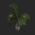 Lush Palm Tree with Green Fronds in Woven Vase on Dark Background
