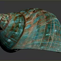 Turquoise and Brown Striped Conch Shell with Textured Surface on Dark Background 3d model