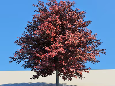 Tall Tree with Vibrant Red Leaves Against Clear Blue Sky and Light Ground 3d model
