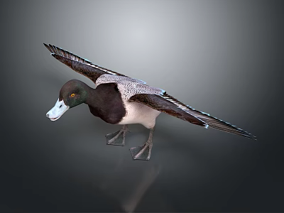 Detailed Duck with Spreading Wings Dark and White Feathers Yellow Eyes White Beak and Legs 3d model