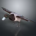 Detailed Duck with Spreading Wings Dark and White Feathers Yellow Eyes White Beak and Legs