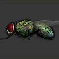 Close up View of Fly with Red Eyes Green Body and Transparent Wings