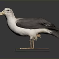Seabird Taxidermy Specimen Perched On Wooden Base Against Gray Background