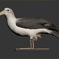 Seagull Tooth Color Seagull Carrier Pigeon Food Pigeon Play Pigeon Racing Pigeon Military Pigeon Experimental Pigeon Wild Pigeon 3d model