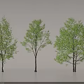 Three Green Leafy Arbor Trees With Straight Trunks For Landscape Design
