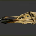Anatomical Bird Skull Skeleton With Black Yellow Beak On Dark Reflective Background
