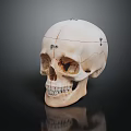 Detailed Educational Human Skull Model With Anatomical Markings And Reflected Surface