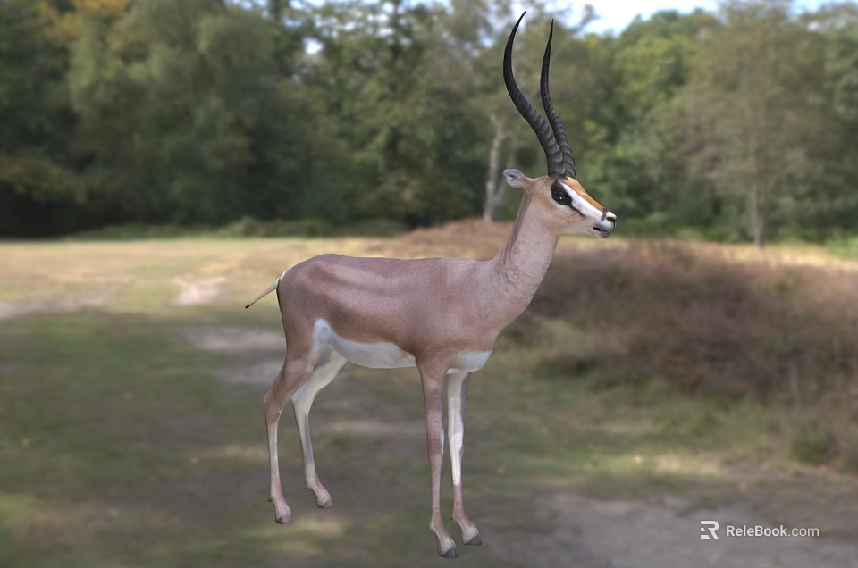 Gazelle Standing In Natural Grassland Environment 3d model