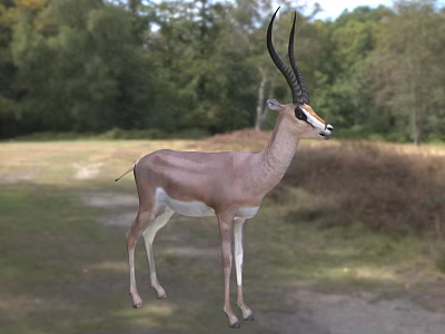 Gazelle Standing In Natural Grassland Environment 3d model
