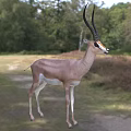 Gazelle Standing In Natural Grassland Environment 3d model