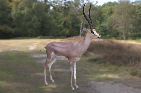 Gutt's gazelle Gutt's gazelle Grant's gazelle animal 3d model