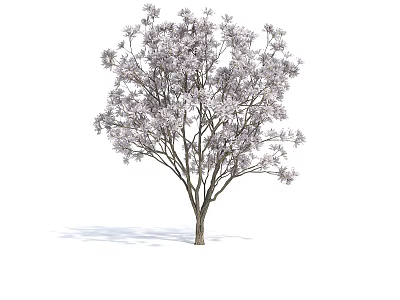 Elegant Flowering Arbor with Lush Branches and White Blossoms in Full Bloom 3d model