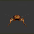 Orange Cockroach With Long Antennae And Detailed Body On Dark Background