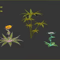 Green Leafy Plants With Yellow And White Flowers On Black Background