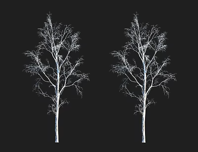 Silhouette of Two Leafless Trees With White Trunks Against Black Background 3d model
