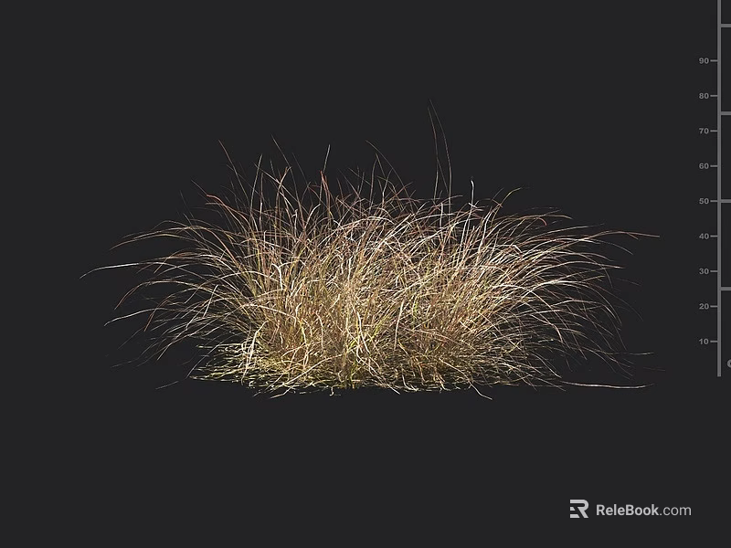 Natural Golden Brown Ornamental Grass With Wispy Leaves On Black Background 3d model 