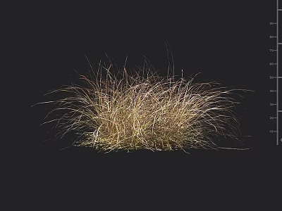 Natural Golden Brown Ornamental Grass With Wispy Leaves On Black Background 3d model