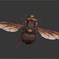 Brownish Red Insect With Transparent Wings And Detailed Body Structure On Dark Background