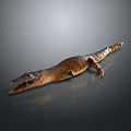 Detailed Brown Crocodile With Rough Scaly Skin Lying On Shiny Reflective Surface
