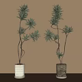 Artistic Bonsai Potted Plants With Curved Branches Lush Green Leaves And Woven Pots