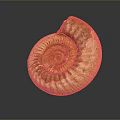 Chi chrysanthemum stone ancient fossil stone chrysanthemum fossil items 3d model