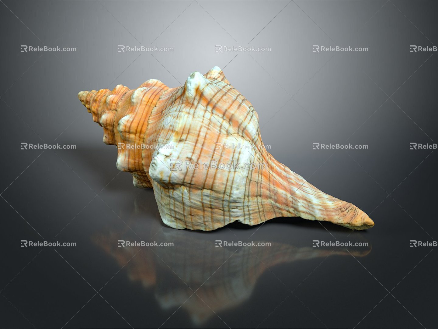 conch bone snail snail field snail shellfish marine animal fish freshwater fish marine fish animal 3d model