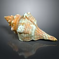 Vibrant Spiral Orange and White Striped Conch Shell Marine Aquatic Animal Natural Decor