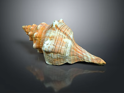 conch bone snail field snail shellfish marine animal fish freshwater fish marine fish animal 3d model