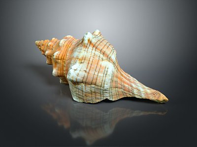 conch bone snail field snail shellfish marine animal fish freshwater fish marine fish animal 3d model