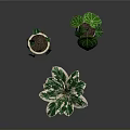 Indoor Green Plants With Variegated Leaves In Beige Ceramic Pot And Small Potted Decorations