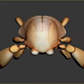Orange Crab 3D Model Featuring Large Eyes Detailed Body And Reflection On Dark Background 3d model