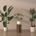 Indoor Potted Plants With Various Leaf Types In White Pots And Wooden Stand