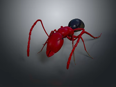 Detailed View Of Red Ant With Black Abdomen And Long Legs On Gray Background 3d model