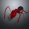 Detailed View Of Red Ant With Black Abdomen And Long Legs On Gray Background