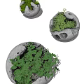 Decorative Bonsai Potted Plants in Stone Textured Spherical Planters with Lush Green Foliage