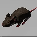 Realistic Brown Fur Mouse Character Model With Pink Ears Tail And Paws