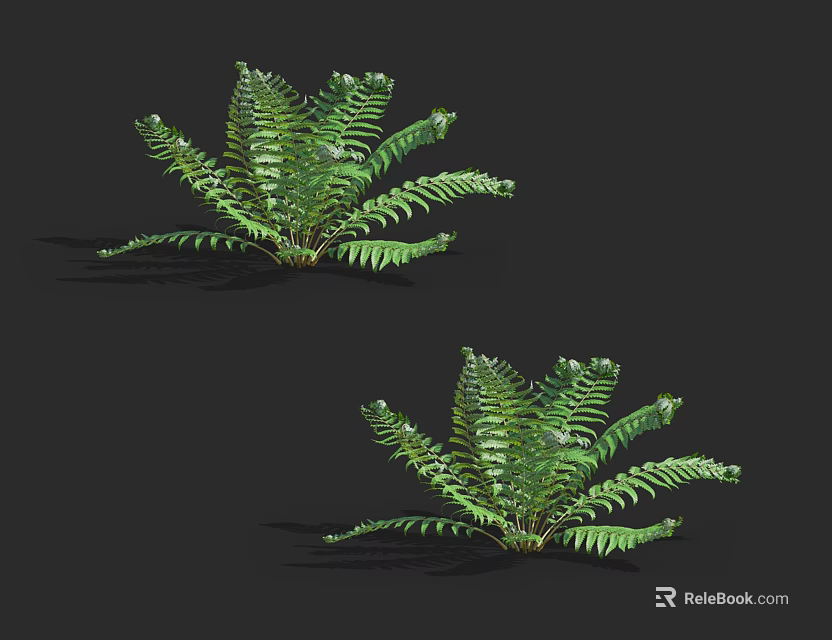 Beautiful Lush Green Fern Plants With Feathery Leaves For Indoor Decoration 3d model 