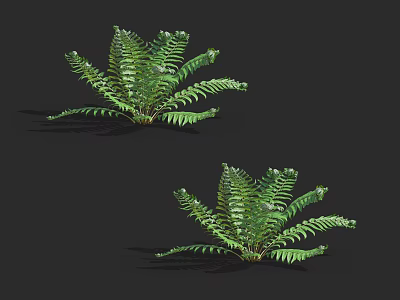 Beautiful Lush Green Fern Plants With Feathery Leaves For Indoor Decoration 3d model