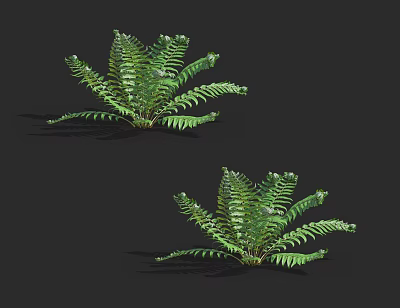 Beautiful Lush Green Fern Plants With Feathery Leaves For Indoor Decoration 3d model