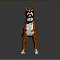Brown And White Boxer Dog With Collar In Standing Pose 3d model