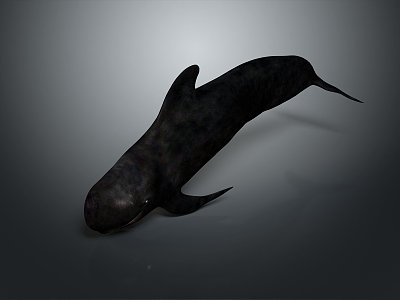 whale cartoon whale mammal marine mammal marine animal fish freshwater fish marine fish 3d model