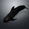 Black Aquatic Animal Whale With Sleek Body And Smooth Swimming Posture