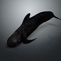 whale cartoon whale mammal marine mammal marine animal fish freshwater fish marine fish 3d model