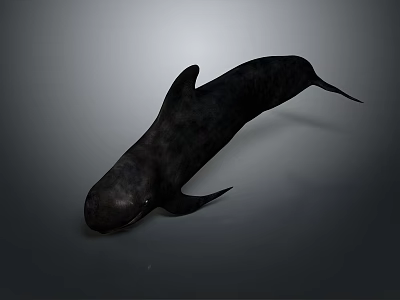 Black Aquatic Animal Whale With Sleek Body And Smooth Swimming Posture 3d model