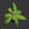 Realistic 3D Palm Tree With Green Leaves Brown Knotted Trunk Against Gray Background