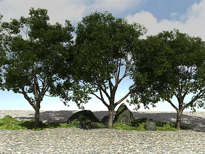 Tall Arbor Trees With Green Foliage And Rocks On Pebble Ground Under Cloudy Sky 3d model